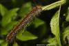 85061 – Photo : Sébastien Cally – France (57)