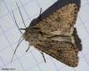 85348 – Photo : Sébastien Cally – France (57)