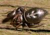 85746 – Photo : Luc Gizart – France (08)