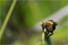 85726 – Photo : Jacques-Alexis Real – Martinique
