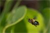 85727 – Photo : Jacques-Alexis Real – Martinique