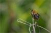 85852 – Photo : Jacques-Alexis Real – Martinique