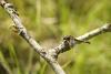85756 – Photo : V. Romera – France (25)