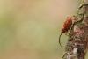85397 – Photo : Tom Hebbinckuys – France (44)
