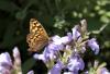 85207 – Photo : Bernard Choux – France (26)