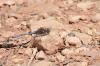 85920 – Photo : Jean-Pierre Carreras – Maroc