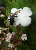 85847 – Photo : Éric Maurice – France (88)