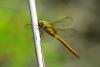 85740 – Photo : Bernard DELEFOSSE – France (13)