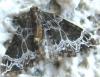 85083 – Photo : ADELSKI Adrien – France (60)