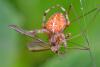 85969 – Photo : Josselyne Bayle – France (33)