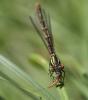 85400 – Photo : Gilles SALAMA – France (81)