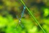 Coenagrion mercuriale