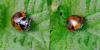 Coccinella septempunctata