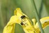 85831 – Photo : Michel Mathieu – France (14)