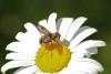85786 – Photo : Michel Mathieu – France (14)