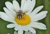 85986 – Photo : Michel Mathieu – France (50)