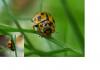 85143 – Photo : Jean-Claude Jamoulle – France (06)