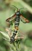 85731 – Photo : Pensa Eric – France (13)