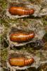 85424 – Photo : Pierre Gros – France (06)