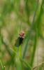 85765 – Photo : C.gager – France (49)