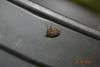 85691 – Photo : Homo sapiens – France (63)