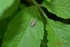 85687 – Photo : Homo sapiens – France (63)