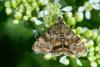 85576 – Photo : Fabricius – France (13)