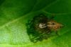 Oxyopes sp.