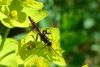 85278 – Photo : Fabricius – France (13)