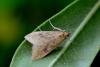 85389 – Photo : Fabricius – France (13)