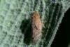 Philaenus spumarius