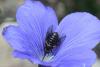 85388 – Photo : Fabricius – France (13)
