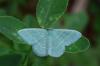 85445 – Photo : Fabricius – France (13)