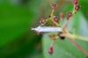 85933 – Photo : Fabricius – France (13)
