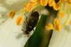 85917 – Photo : Fabricius – France (13)