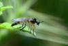 85991 – Photo : Fabricius – France (83)