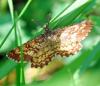 85675 – Photo : Patrick Decreus – France (93)