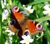 85448 – Photo : Patrick Decreus – France (22)
