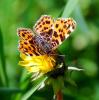 85484 – Photo : Patrick Decreus – France (22)