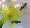 85686 – Photo : Patrick Decreus – France (93)