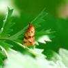 85733 – Photo : Patrick Decreus – France (93)