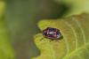 85697 – Photo : Thierry Madigou – France (35)