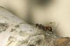 85237 – Photo : Michel Renou – France (91)