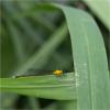 85211 – Photo : Jacques-Alexis Real – Martinique