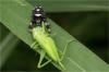 85294 – Photo : Jacques-Alexis Real – Martinique