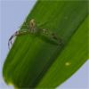 85168 – Photo : Jacques-Alexis Real – Martinique