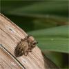 85588 – Photo : Jacques-Alexis Real – Martinique