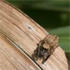 85589 – Photo : Jacques-Alexis Real – Martinique