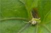 85170 – Photo : Jacques-Alexis Real – Martinique