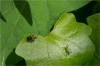 85877 – Photo : Jacques-Alexis Real – Martinique